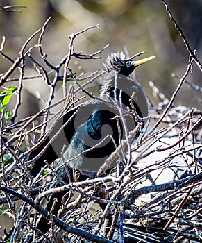 Anhinga bird in tree