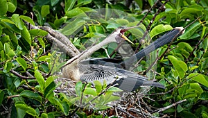 Anhinga bird in tree