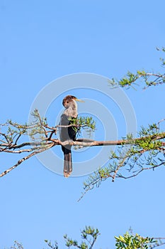 Anhinga bird on the tree branch