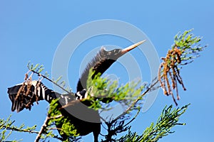 Anhinga bird on the tree branch