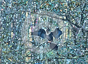 Anhinga, bird tree, corkscrew, bird sanctuary, Naples, Florida