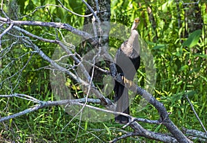 Anhinga Bird In he Trees In Southwest Florida,