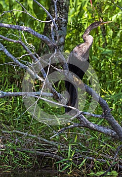 Anhinga Bird In he Trees In Southwest Florida,