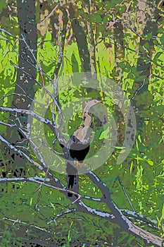 Anhinga Bird In he Trees In Southwest Florida, Line Art,