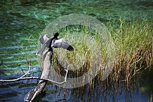 Anhinga Bird and Turtle Sunning