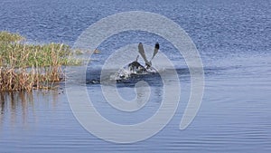 anhinga birds fighting in Florida lake