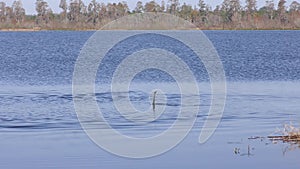 Anhinga birds fighting in Florida lake