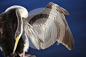 Anhinga, Black Swan Lake in Perth, Australia photo