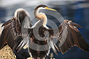 Anhinga, Black Swan Lake in Perth, Australia photo