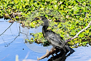 Anhinga With Captured Fish