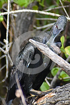 Anhinga catches a fish and.kills it