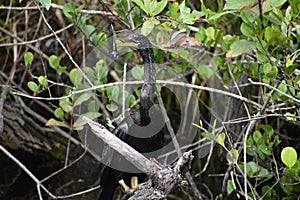 Anhinga catches a fish and.kills it