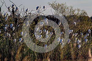 Anhinga Cattle Egret Bubulcus Ibis Garca-boieira/Carraceiro