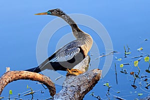 Anhinga at Celery Fields