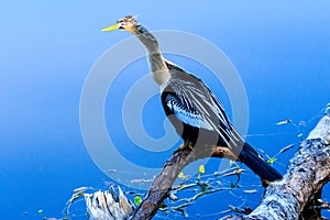 Anhinga at the Celery Fields Near Sarasota