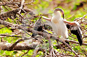 Anhinga chick checking its wings in wetlands