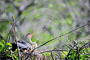 Anhinga & chicks