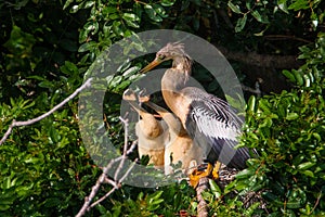 Anhinga Chicks