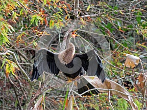 Anhinga in Corkscrew Swamp, Florida