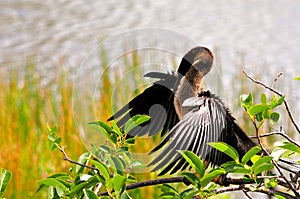 Anhinga (cormorant-like) preening in wetlands