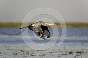 ANHINGA D`AMERIQUE anhinga anhinga