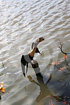 Anhinga Darter Bird Drying its Wings in Florida Lake