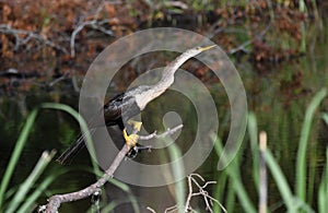 Anhinga darter bird perched at Donnelley WMA, South Carolina, USA