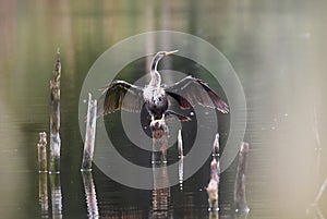 Anhinga darter bird perched on foggy marsh pond at Pinckney Island National Wildlife Refuge photo