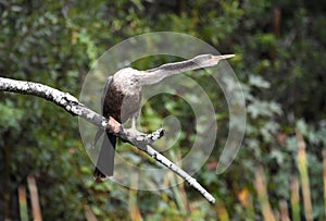 Anhinga darter bird perched on Pinckney Island National Wildlife Refuge photo