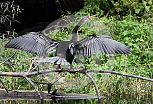 Anhinga darter bird perched with wings spread at Pinckney Island National Wildlife Refuge photo