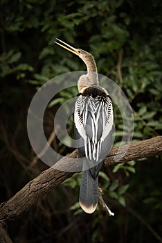 Anhinga on dead branch with open beak