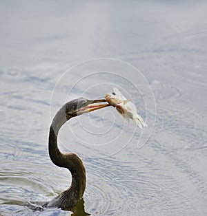 Anhinga Downing A Fish