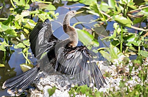 Anhinga dries its wings photo
