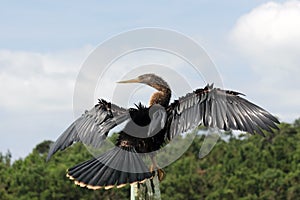 Anhinga Drying