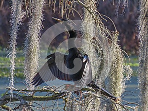 Anhinga drying feathers in sunlight