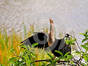 Anhinga drying her feathers in wetlands