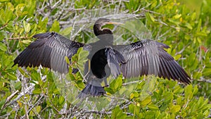 Anhinga drying its wing