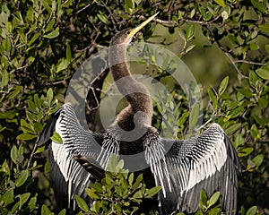 An anhinga drying its wings