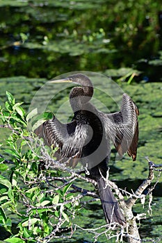 Anhinga - Anhinga anhinga - drying its wings over constructed wetlands. photo