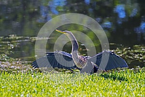 Anhinga drying its wings after an underwater swim