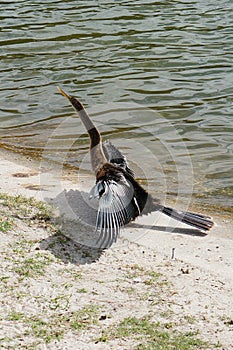 An anhinga drying out its wings.