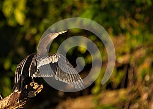 Anhinga drying itÃÂ´s plumage photo