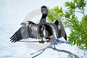 Anhinga drying it`s wings