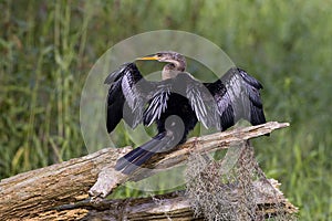 Anhinga Drying Up