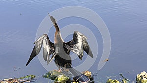 Anhinga drying up its wings near lake .