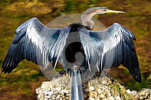 Anhinga Drying Wings