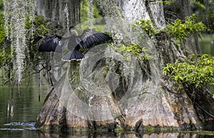 Anhinga Drying Wings - Wakulla Springs