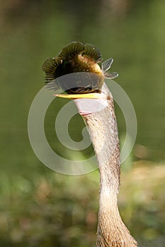 Anhinga eating fish