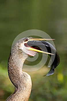 Anhinga eating fish