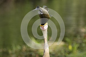 Anhinga eating fish